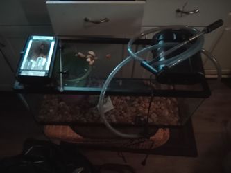 Lizard/ smake  aauirim