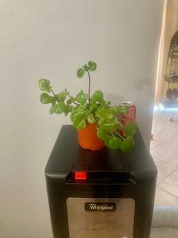 Swedish Ivy plant, plastic pot 5 inches