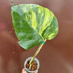 Monstera Aurea 
