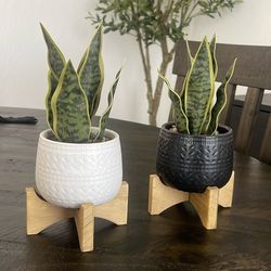 Snake Plant Set