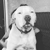 RudeDog