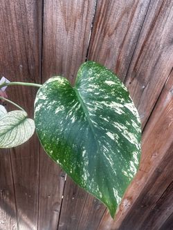 Monstera Mint Variegated