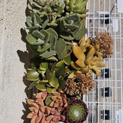 Succulent Arrangements Hand Picked And Made Into Arrangements 