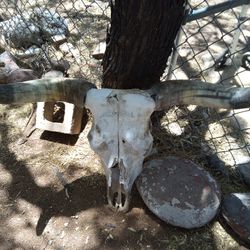 Bad Ass Bull Skull