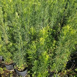 podocarpus  over  4 feet tall Instant Privacy Hedge For Fence Green Full 