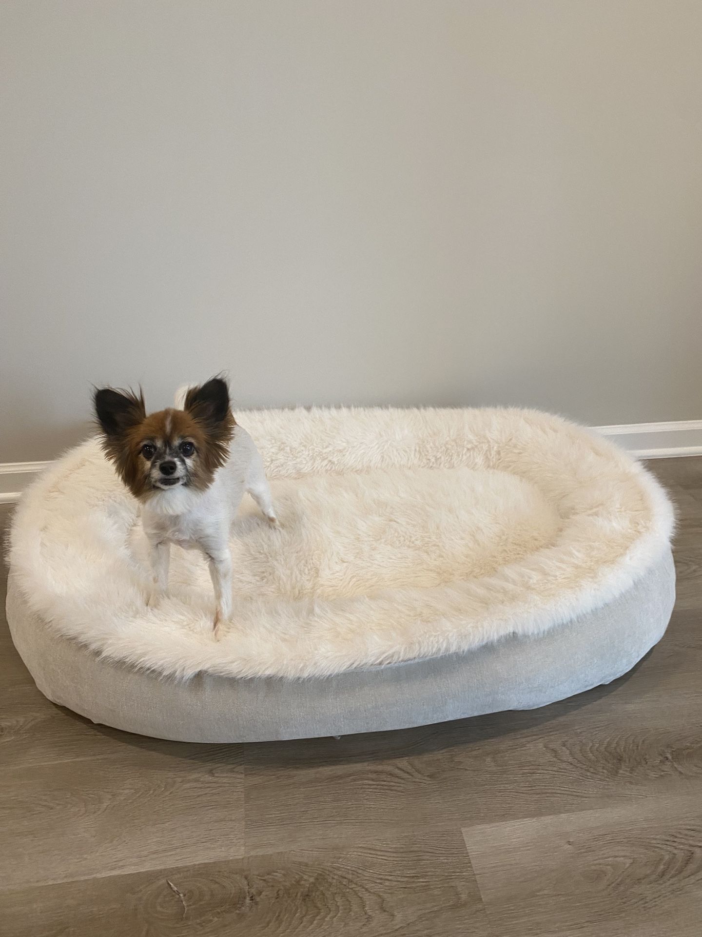 Dog Bed