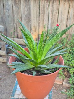 Planta