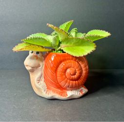 Mother of Thousands Live Succulent Plant in Cute Ceramic Snail Planter