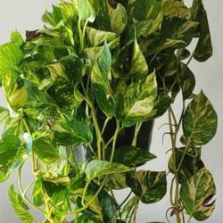 6Giant Hawaiian Golden Pothos Cuttings(6Nodes) – Lush, Healthy Plants for Home & Office Decor!