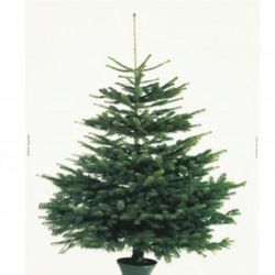 IKEA Canvas Tree Mural 5’ X 7’