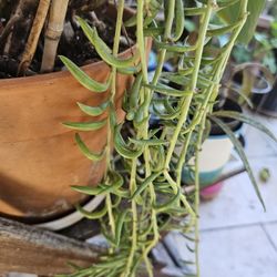 String of fish hook succulent cuttings