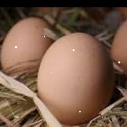 fertile eggs for hatching