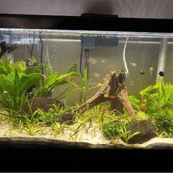 Ready Aquarium Setup - Explore Amazing Water Life author artist