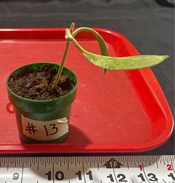 Hoya australis ‘Keysii’