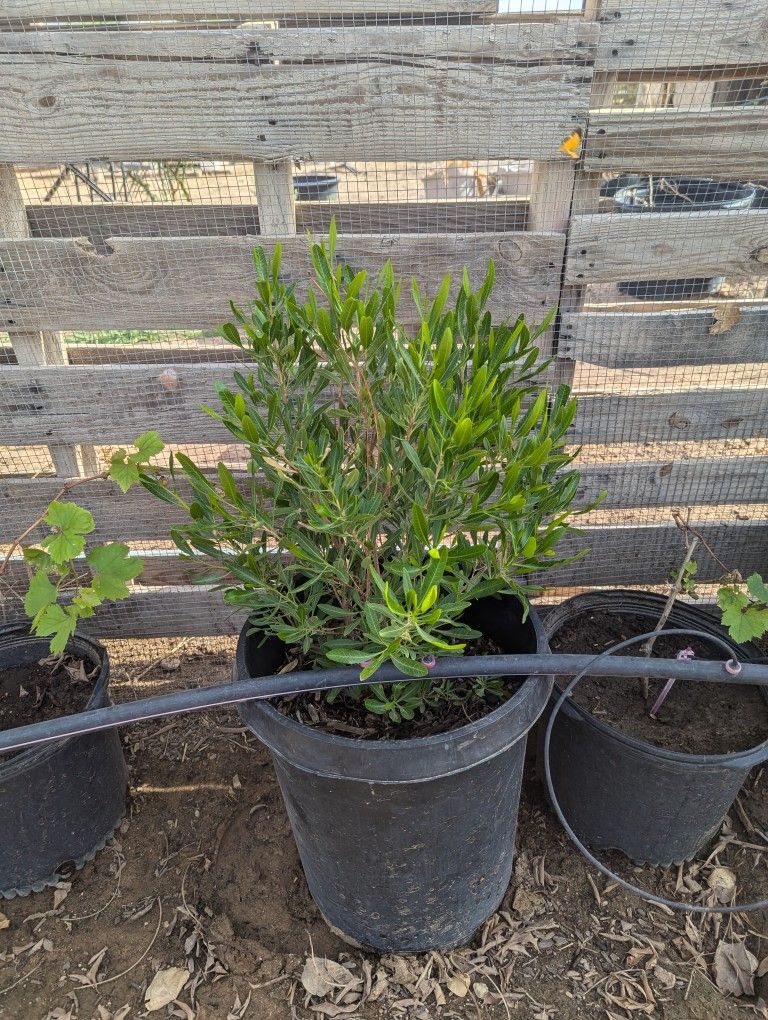 $55 Each Green Hopseed Bushes That Are Pictured