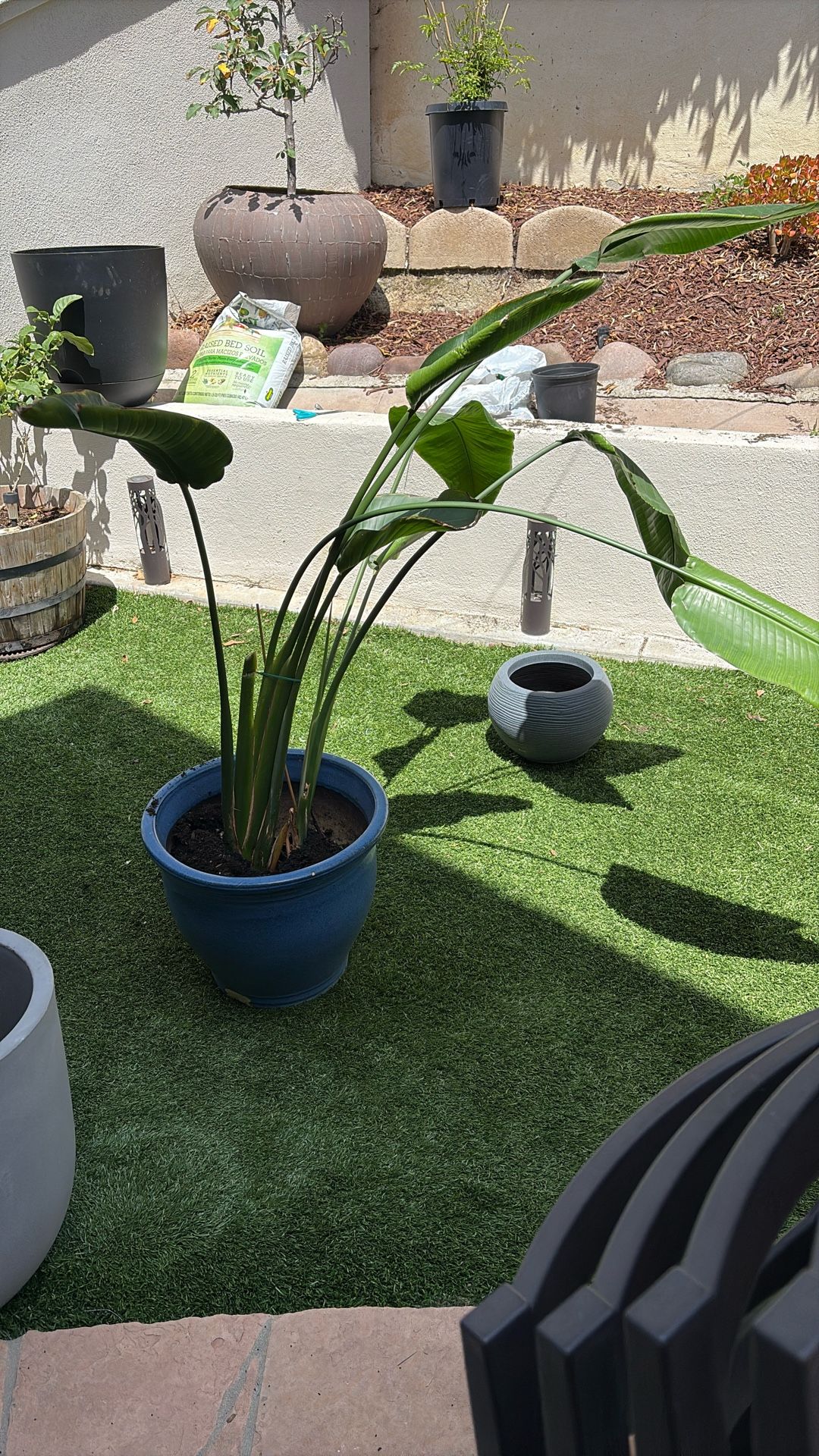 Palm In Ceramic Pot