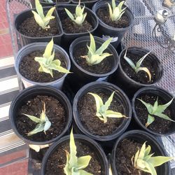 Growing potted agave