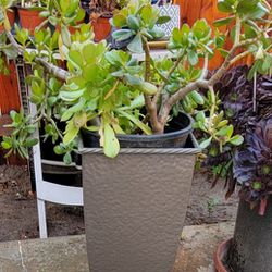 Plant And Tall Pot