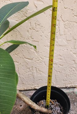 Plumeria Tree, 2 feet Tall