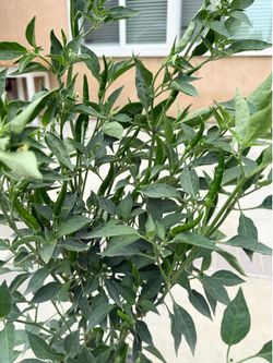 朝天椒🌶️辣椒树 Chinese small chili pepper tree