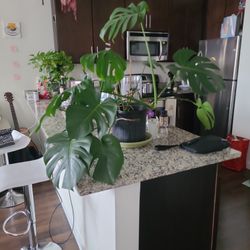 Robust Monster Deliciosa