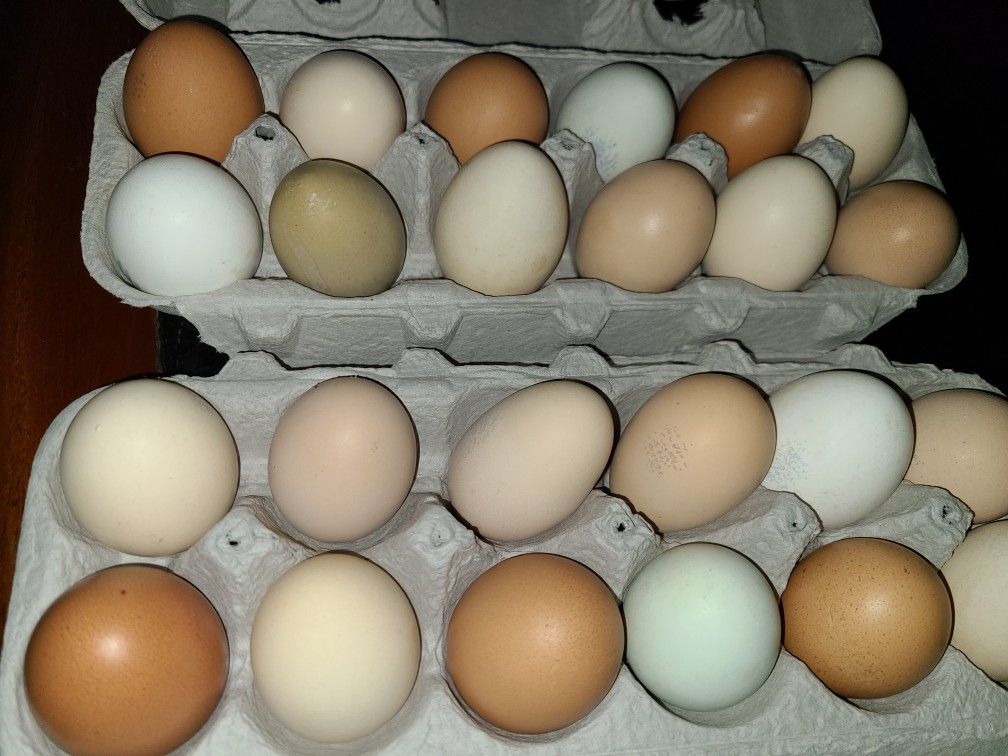 Farm Fresh Chicken Eggs