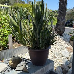 Healthy Plant