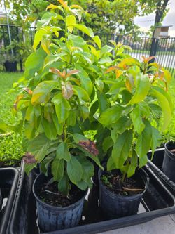Avocado trees