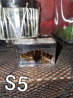 9 spotted moth in resin
