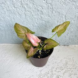 Pink Syngonium  Plant 