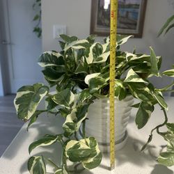 Pearl and Jade Pothos Plant