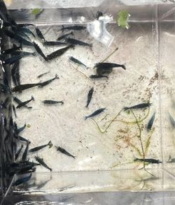 Cull Aquarium Plant Blue