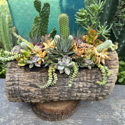 Cactus 🌵 Y Succulents Arrangements En Tronko