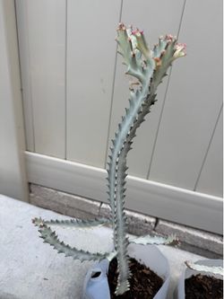 WHITE GHOST 👻 CACTUS 🌵