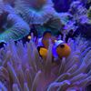 Clownfish 