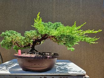 Old Juniper Nana Bonsai Tree