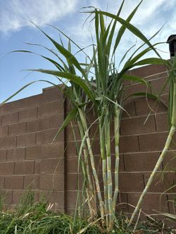Perennial Tropical Bulbs 