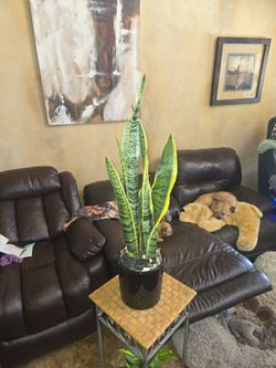 2.5ft tall Sansevieria Snake Plants in 7in black ceramic Pot with stones