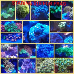 Coral Frag packs