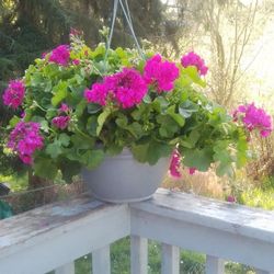 Geranium Hanging Basket