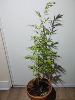 Bamboo