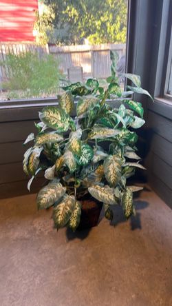 Dumb Cane plant