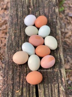 Chicken eggs