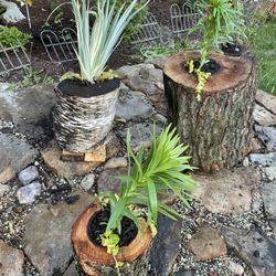 Log Wood planters