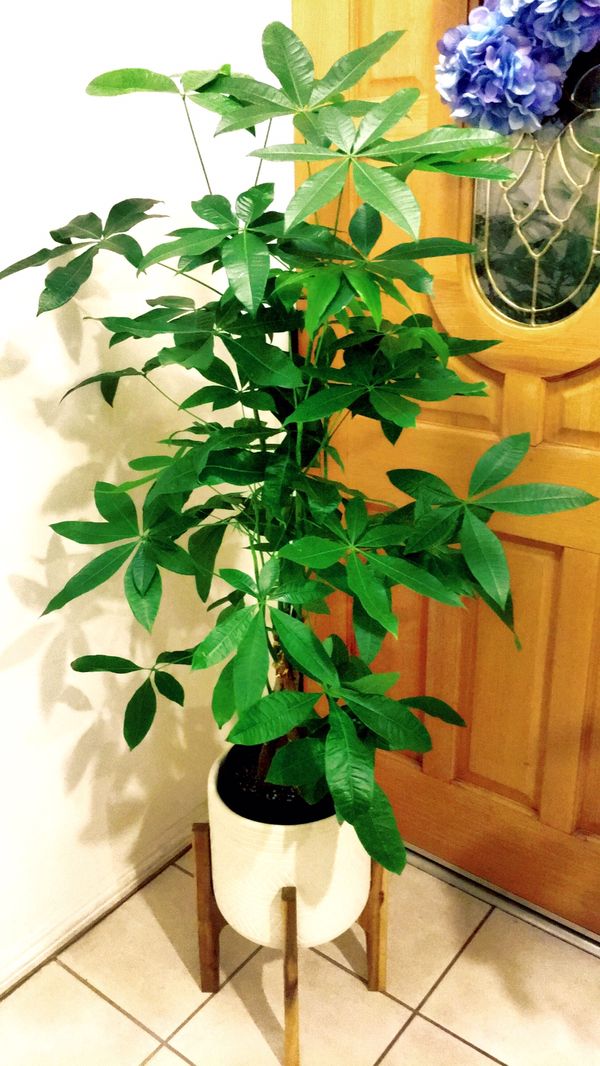 Big and Tall Money Tree Just the plant only About 45