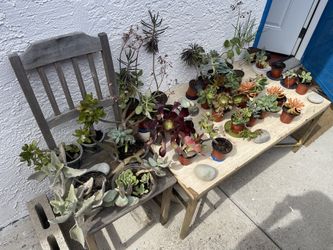 ‼️🌵🪻Moving-out PLANTS SALE‼️🌱🪴