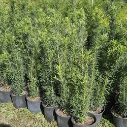 Podocarpus  About  4 Feet  Tall Only $10 