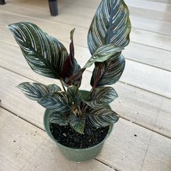 Pin-stripe Calathea, Live plant comes in a 6” nursery pot. Check profile for more plants 
