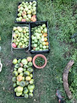 Green tomatoes $5 for 20.