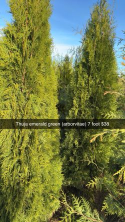 Arborvitae